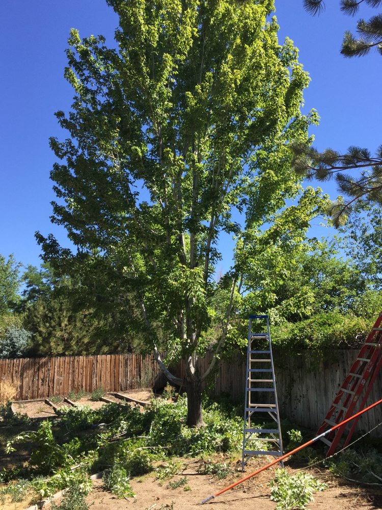 Russells Tree Service - tree service in Reno, NV