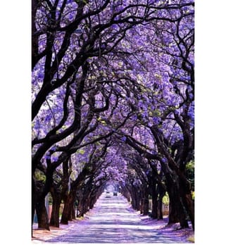 Jacarandas Hair Salon - Jacarandas Tree - Hair Salons Near Me - Hawthorne, California Jacarandas Hair Salon - Jacarandas Tree - Hair Salons Near Me - Hawthorne, California