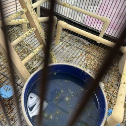 Pet Supermarket