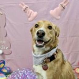 Circe at her K-9 Castle Easter photo shoot! Circe at her K-9 Castle Easter photo shoot!