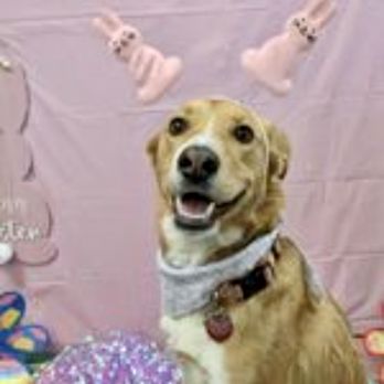 K-9 Castle - Circe at her K-9 Castle Easter photo shoot! - Pet Groomers Near Me - Lakewood, Colorado K-9 Castle - Circe at her K-9 Castle Easter photo shoot! - Pet Groomers Near Me - Lakewood, Colorado