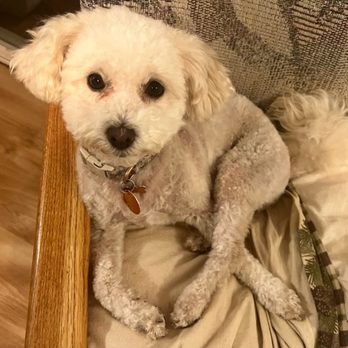 Bark Me Beautiful - Pet Groomers Near Me - Longmont, Colorado Bark Me Beautiful - Pet Groomers Near Me - Longmont, Colorado