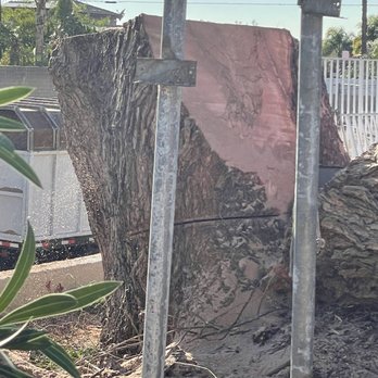 Bernabe Tree Service - The stump - Tree Services Near Me - Riverside, California