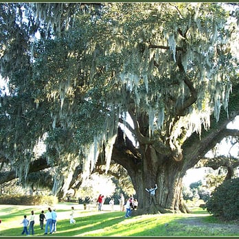 Greentree - Tree Services Near Me - Greenville, South Carolina Greentree - Tree Services Near Me - Greenville, South Carolina