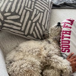 My puppy after a 6hr day at doggy daycare!! Playing all day must be hard...