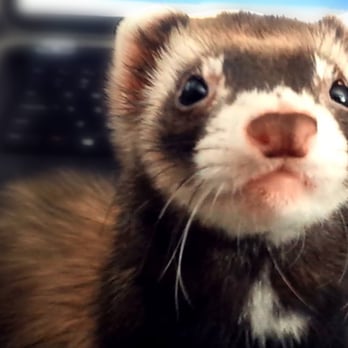 Zookeeper - Male ferret - Pet Stores Near Me - Austin, Texas Zookeeper - Male ferret - Pet Stores Near Me - Austin, Texas