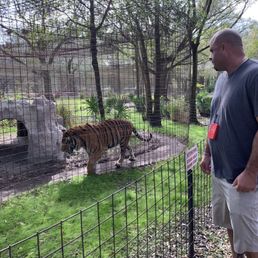Can You Visit Big Cat Rescue in Tampa: Ultimate Guide 2025