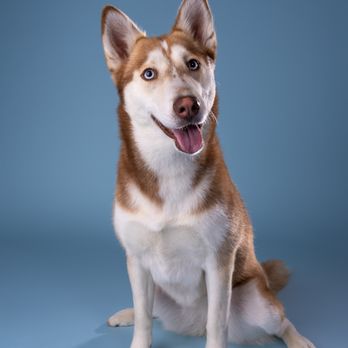 Shuttermutt Photo - Pet Photography Near Me - Los Angeles, California Shuttermutt Photo - Pet Photography Near Me - Los Angeles, California