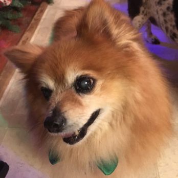 Barking Fur Bubbles Mobile Grooming - Pet Groomers Near Me - Moncks Corner, South Carolina