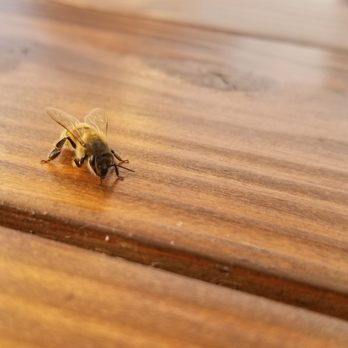 Vchos Truck - a bee on a wooden table - Salvadoran Near Me - Montebello, California Vchos Truck - a bee on a wooden table - Salvadoran Near Me - Montebello, California