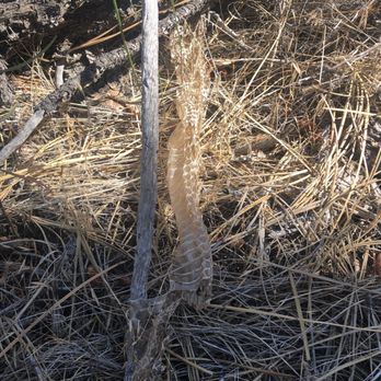 Johnsondale Bridge River Trail - Snake evidence - Hiking Near Me - Kernville, California Johnsondale Bridge River Trail - Snake evidence - Hiking Near Me - Kernville, California