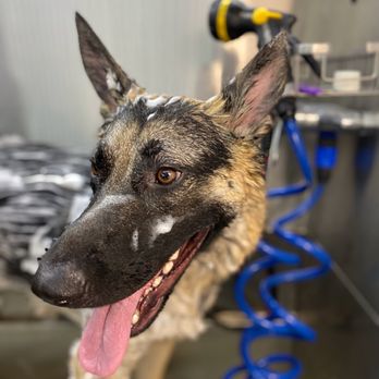 Ooh LaLa Pet Spa - He is almost ready!! - Pet Groomers Near Me Ooh LaLa Pet Spa - He is almost ready!! - Pet Groomers Near Me