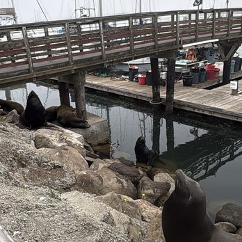 Giovanni's Fish Market - seals ! - Seafood Near Me - Morro Bay, California