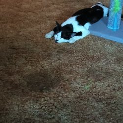 Rio Theatre - The cat did it