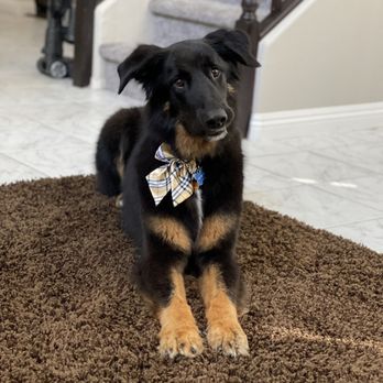 Lazy Dog Grooming - Clean  baby boy .. love his new bow .. fresh and clean - Pet Groomers Near Me - Henderson, Nevada