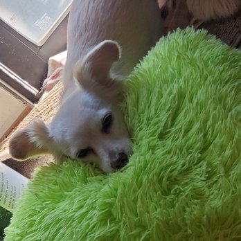 Angelica's Pet Grooming - Pet Groomers Near Me - Lakeside, California