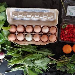 Our Giving Garden - All the food raised at Our Giving Garden is donated to families in need in our community.