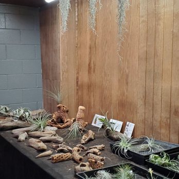 Blvd Nursery - Air plants - Nurseries & Gardening Near Me - Pasadena, California Blvd Nursery - Air plants - Nurseries & Gardening Near Me - Pasadena, California