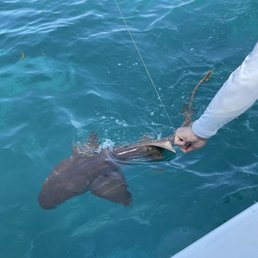 Nurse shark- what a fight ! Nurse shark- what a fight !