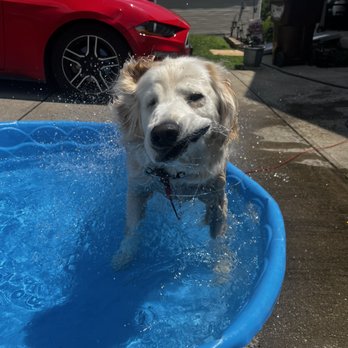 SnP Pet Services - Pet Sitting Near Me SnP Pet Services - Pet Sitting Near Me