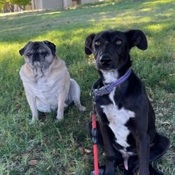 Calac Wellness - My faithful boys