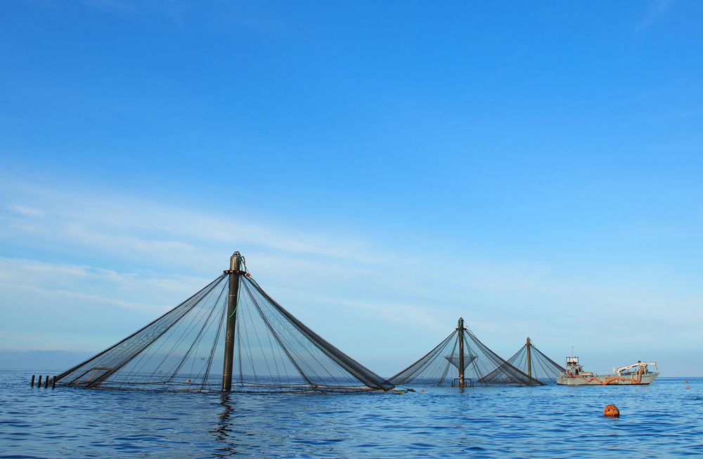 KONA COLD LOBSTERS Updated October 2024 40 Photos & 25 Reviews 73