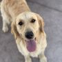 Photo of Chadwicks Golden Retrievers