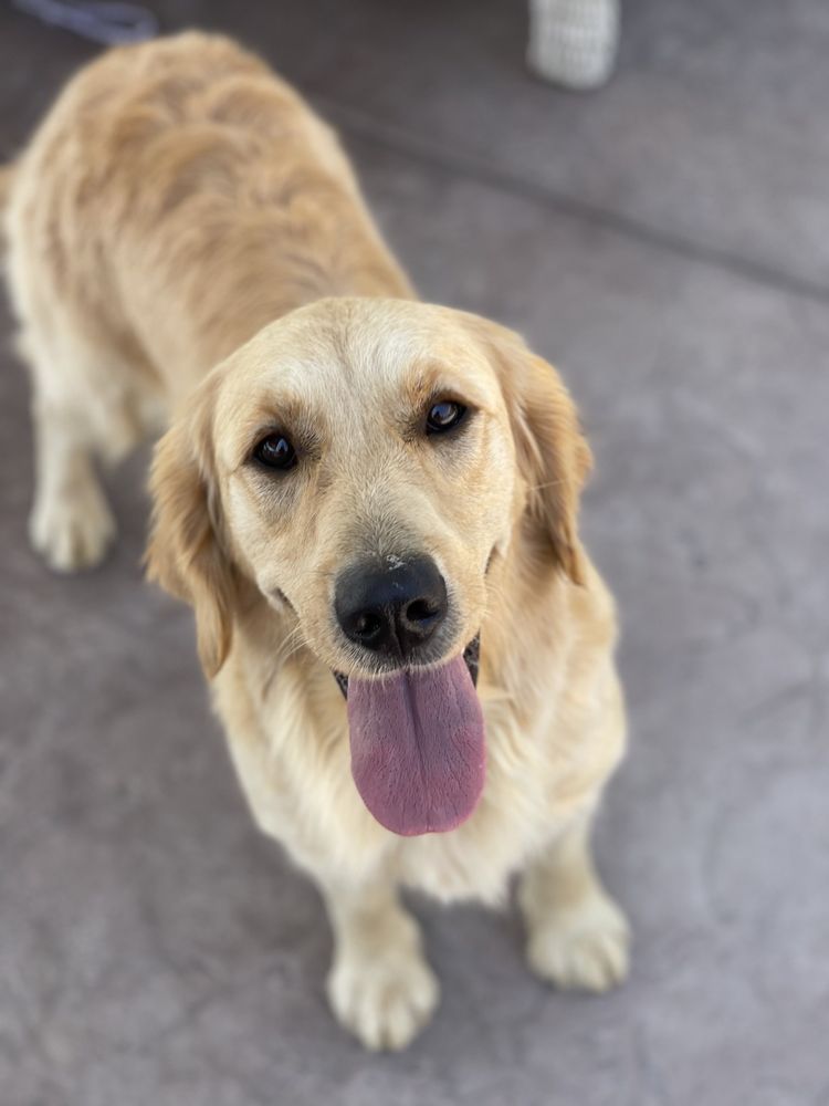 CHADWICKS GOLDEN RETRIEVERS Updated August 2024 Request Information