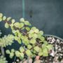 Van Til's Greenhouse