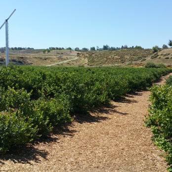 Temecula Berry - Farms Near Me - Temecula, California