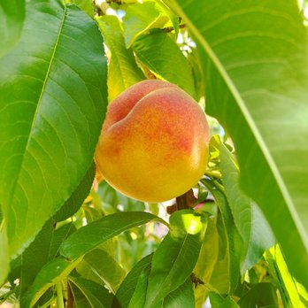 Demarest Farm - Farmers Market Near Me - Hillsdale, New Jersey