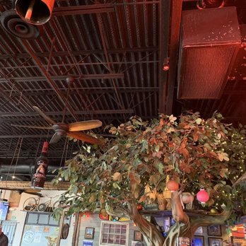 Two Drunken Goats - Cute tree and ceiling - Seafood Near Me - Riviera Beach, Florida
