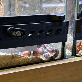 Pets Plus-Reptiles & Exotic Fish - Dead snake that's been sitting there for at least a day - Pet Stores Near Me - Lockport, New York Pets Plus-Reptiles & Exotic Fish - Dead snake that's been sitting there for at least a day - Pet Stores Near Me - Lockport, New York