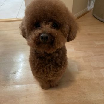 Snowball Pet Grooming - Pet Groomers Near Me - Arcadia, California Snowball Pet Grooming - Pet Groomers Near Me - Arcadia, California