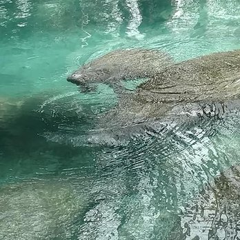 Three Sisters Springs - Tours Near Me - Crystal River, Florida Three Sisters Springs - Tours Near Me - Crystal River, Florida