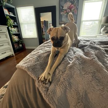 Phoebe's House Dog Boarding - Daisy - Pet Boarding Near Me - La Habra, California