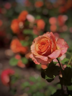 Lewis Ginter Botanical Garden by null