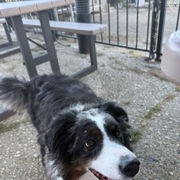 My dog My dog