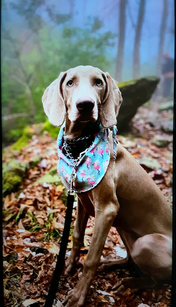 CRK9 Updated September 2024 16 Photos Ocala, Florida Pet