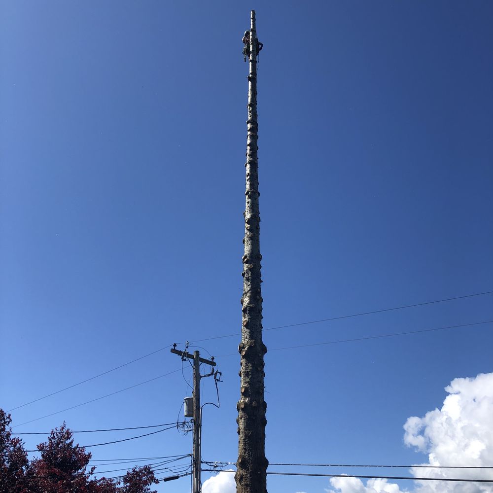 A Great American Tree Service - Tree Services Near Me - Bremerton, Washington A Great American Tree Service - Tree Services Near Me - Bremerton, Washington