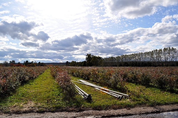 Andrews Farm Market & Winery by null