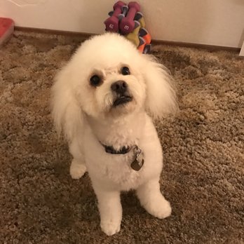 Poodle Town USA - Love love!!!! - Pet Groomers Near Me - Fresno, California Poodle Town USA - Love love!!!! - Pet Groomers Near Me - Fresno, California