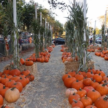 Clancy's Christmas Trees & Pumpkin Patch - Christmas Trees Near Me - San Francisco, California Clancy's Christmas Trees & Pumpkin Patch - Christmas Trees Near Me - San Francisco, California