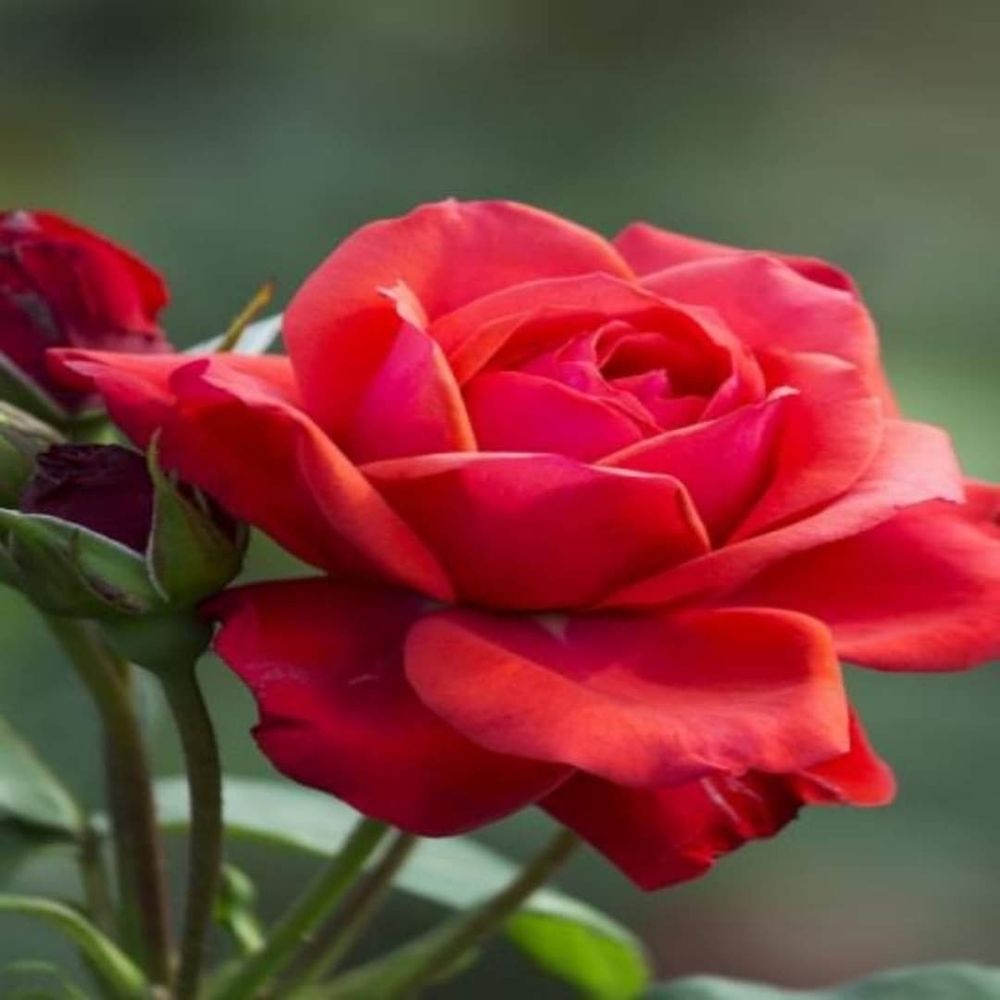 Social Security - social services organization in Jersey City, NJ