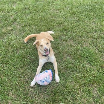 Challenge Accepted K9s and Solutions - Dog that loves to play nicely - Pet Training Near Me Challenge Accepted K9s and Solutions - Dog that loves to play nicely - Pet Training Near Me