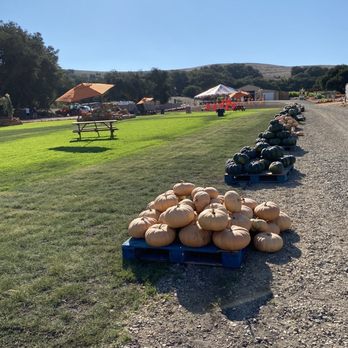 The Patch - Santa Maria - Pumpkin Patches Near Me - Santa Maria, California