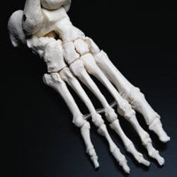Dribbon Steven M - Dr. Steven M. Dribbon is a Surgeon and Podiatrist. He is available for medical and surgical care of the feet, foot trauma, em...