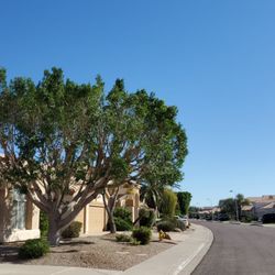 Shady Deal Tree Service - Tree Trimming And Crown Reduction Call Shady Deal Tree Service