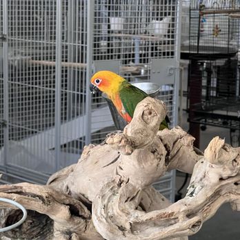 Birds Plus - Bird Shops Near Me - Valley Glen, California