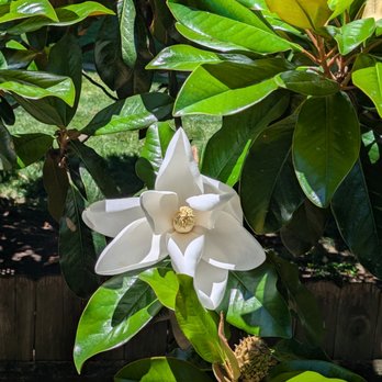 Chez Lyndon Manor - Magnolia flower tree in bakcyard - Bed & Breakfast Near Me - Lexington, Kentucky Chez Lyndon Manor - Magnolia flower tree in bakcyard - Bed & Breakfast Near Me - Lexington, Kentucky